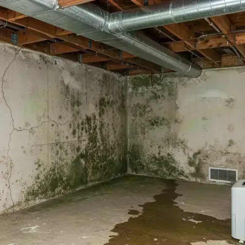 Professional Mold Removal in Deerfield, IL